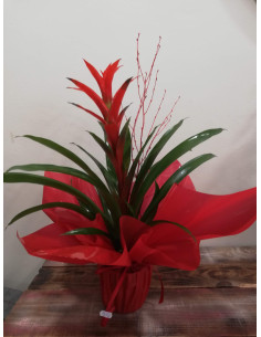 Guzmania