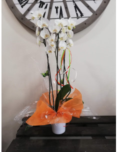 Orquídea con cerámica