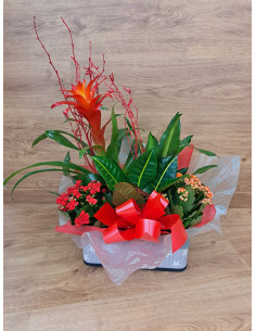 Cesta de planta variada